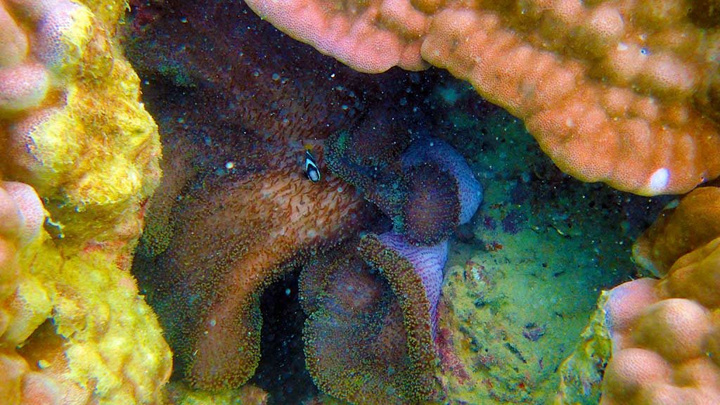 Clown Fish special Edition only1invillage