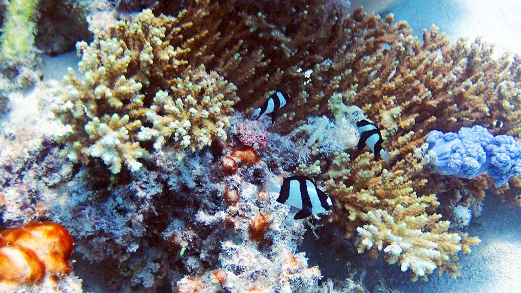 clown fish special report only1invillage black and white clown fish