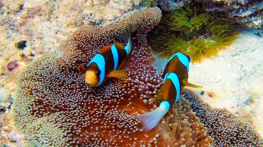 Clown Fish special Edition only1invillage