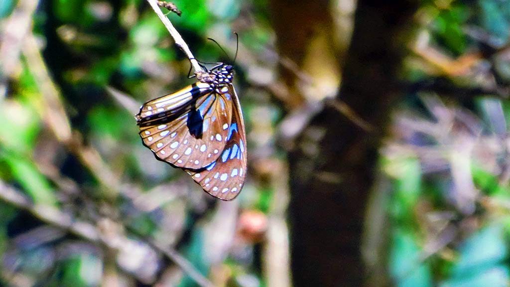 Magnetic Island and its many attractions walks by only1invillage