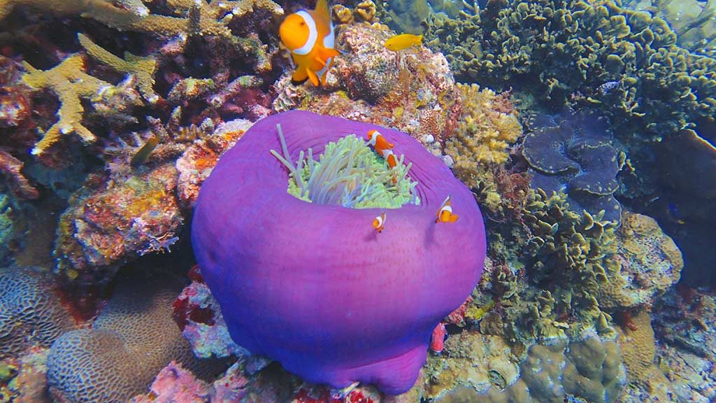 Clown Fish special Edition only1invillage