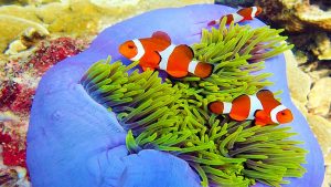 Diving in Malaysia's breathtaking coral reefs 1