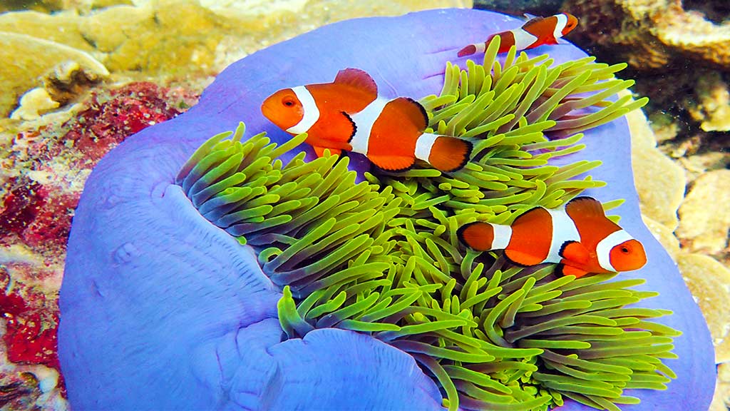 Clown Fish Special Edition 1