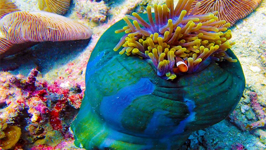 Clown Fish special Edition only1invillage