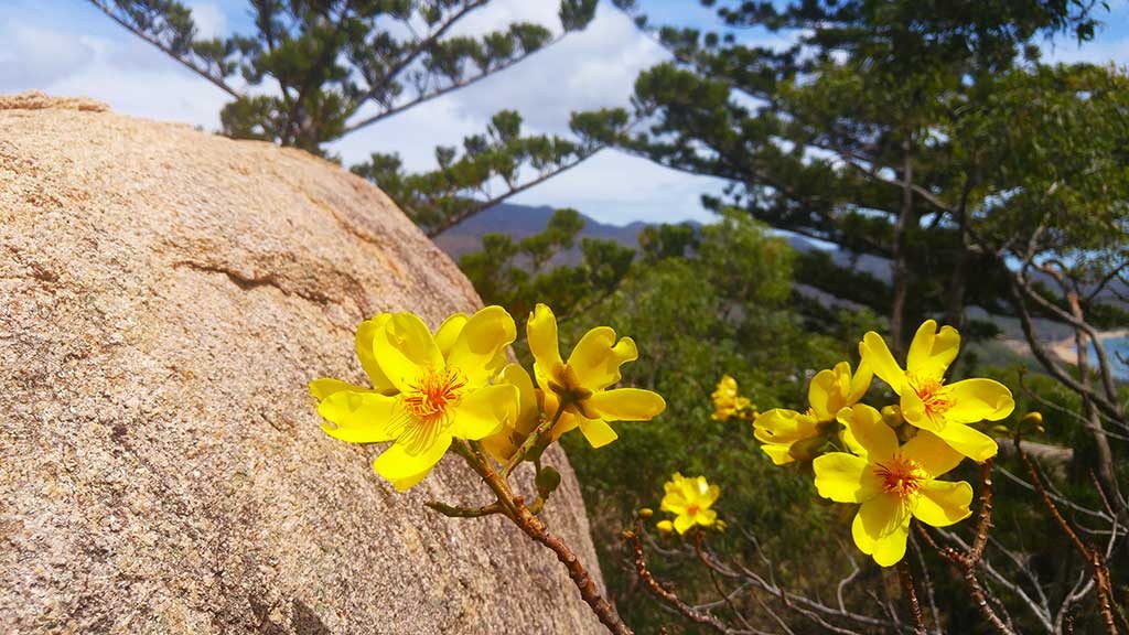 kapok tree has beautiful yellow flowers discover attractions of Magnetic Island