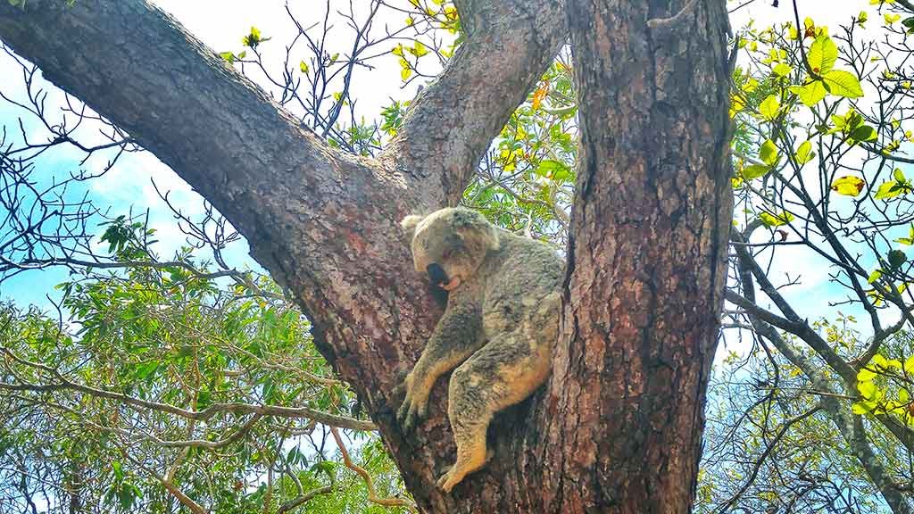 Native Australian Wildlife