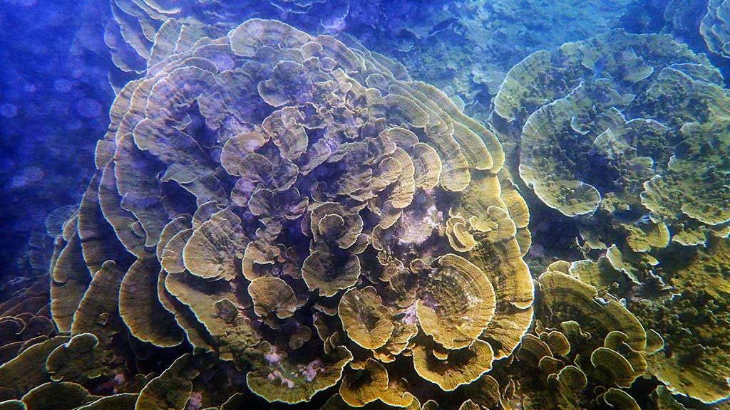 Snorkelling around Magnetic Island marine life