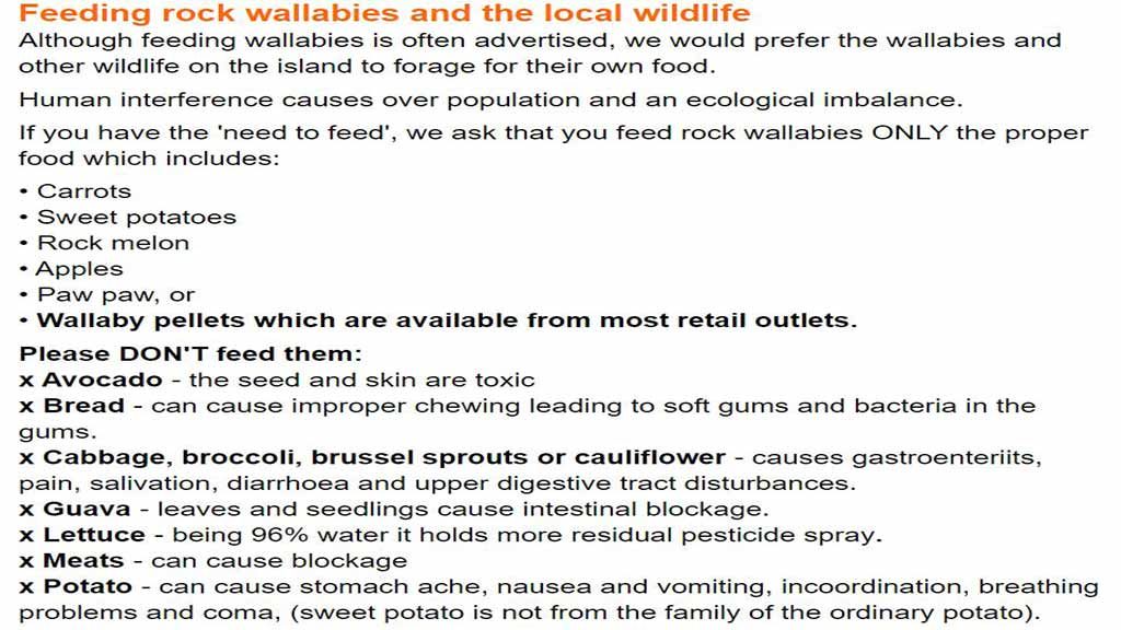 Rock wallabies at Geoffrey Bay