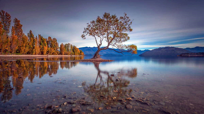 that wanaka tree courtesy of @jayeoz south island new zealand