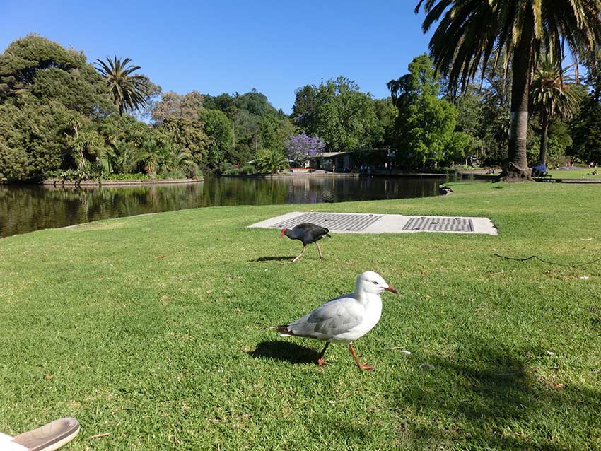 Royal Botanic Gardens and National Herbarium of Victoria, Australia, Map,  & History