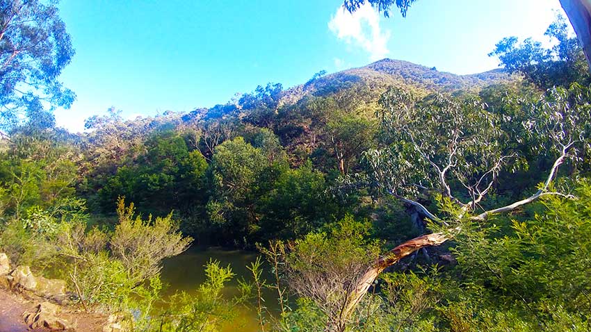 native forest and Lerderberg River