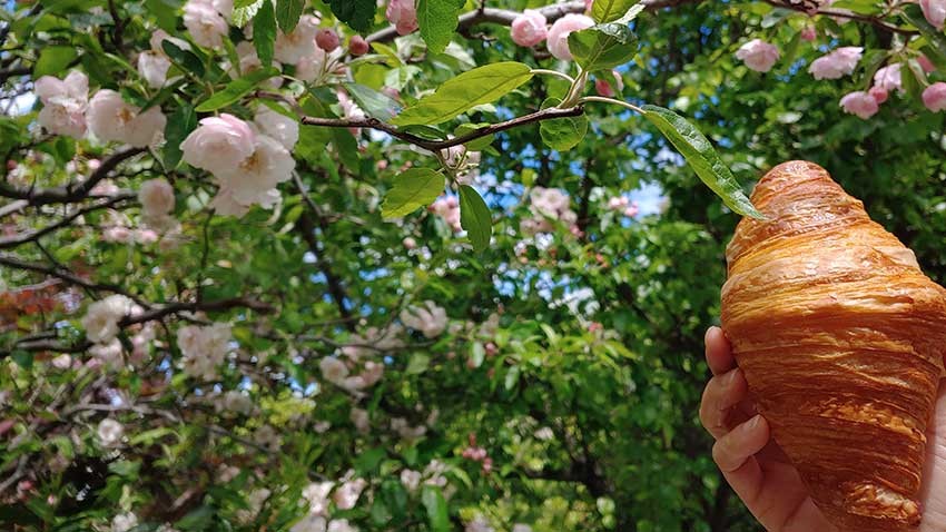 best croissants Melbourne blog only1invillage